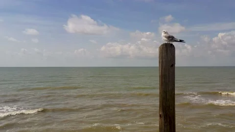 Seagull posed atop a pole overlooking the ocean Stock Footage 204825000