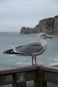 Seagull posing against the background of chalk rocks Stock Photos