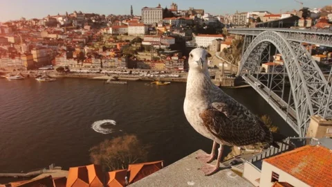 Seagull posing against the panorama of old city Porto and Bridge Built by Eiffel Stock Footage 82394524