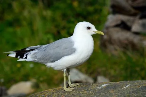 Seagull posing on big seashore boulder Stock Photos