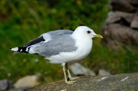 Seagull posing on big seashore boulder Stock Photos