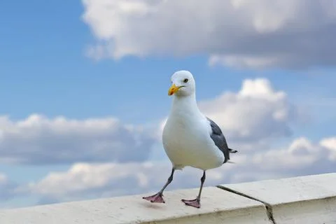 Seagull Posing on a Coastal Wall with a Vibrant Blue Sky and Fluffy Clouds Fotos Stock