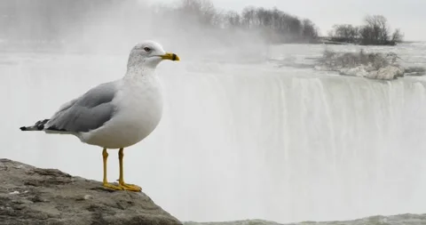 Seagull posing on edge of Niagara falls looking out towards the world Stock Footage 229599581