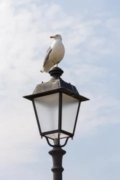 Seagull posing on the lamppost Foto stock