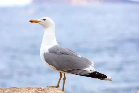 Seagull posing on a rock Stock Photos
