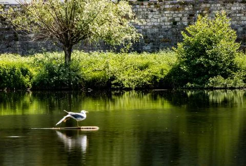 Seagull posing on a rock by the river Stock Photos