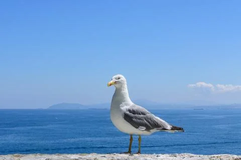 Seagull posing on top of a stone wall Stock Photos