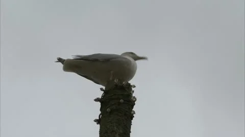 Seagull on a post Video stock 8908747