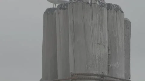 Seagull on post Stock Footage 61158007