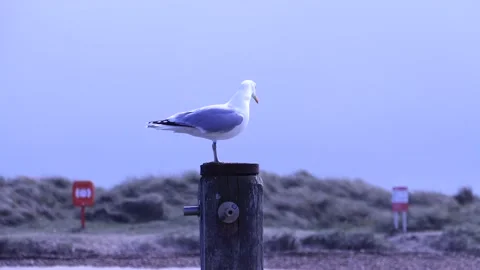 SEAGULL ON POST Video stock 236698464