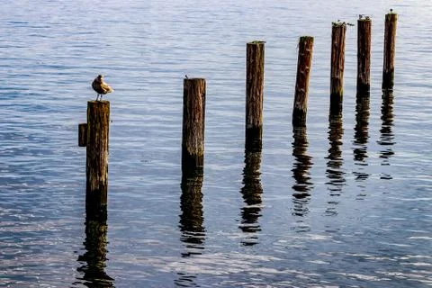 Seagull on a post in a harbor Stock Photos