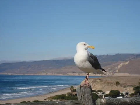 Seagull on a post Фото