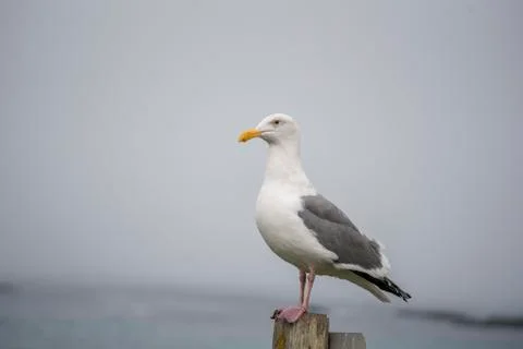 Seagull On Post Foto stock