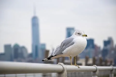 Seagull on a post Stock Photos