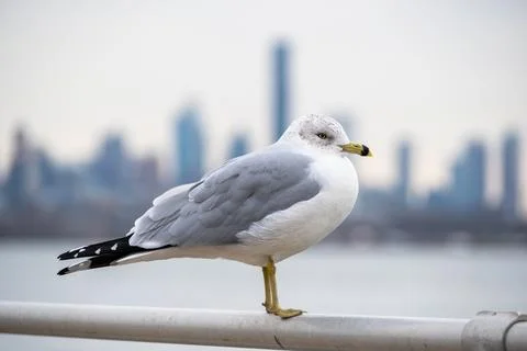 Seagull on a post Stock Photos