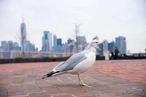 Seagull on a post Stock Photos
