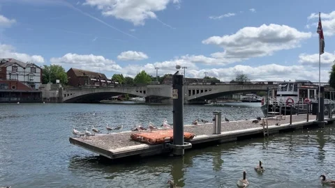 Seagull on a post by the river 库存影片 311830096