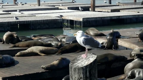 Seagull on a post with sea lion in the background at pier 39 in san francisco Stock Footage 84299681