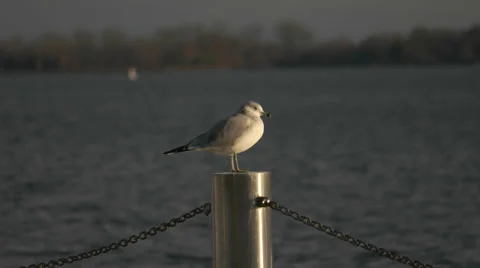Seagull on a Post at Sunset Stock Footage 57638802