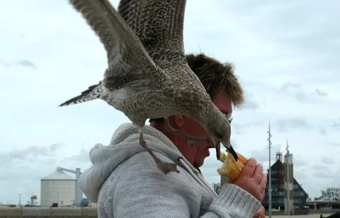 This seagull is practicing stealing Stock Photos