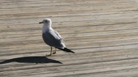 Seagull prances and squawks Stock Footage 10828193