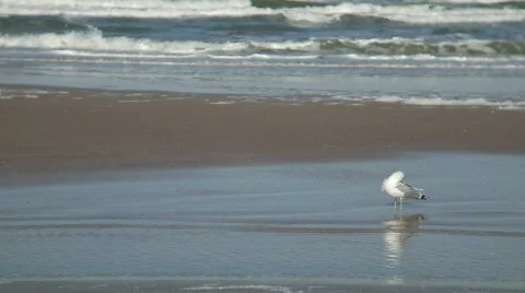 Seagull Preen Surf Video stock 653379