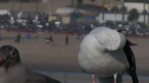 Seagull Preening 2 Stock Footage 48521494