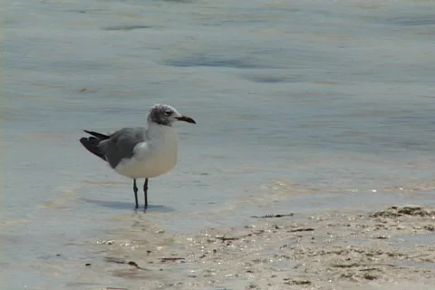 Seagull Preening Stock Footage 840377