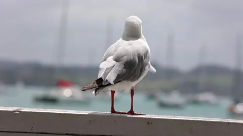 Seagull Preening at the Harbor Stock Footage 230572430