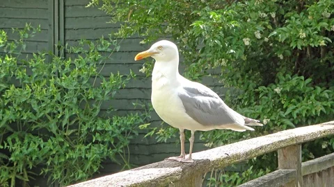 Seagull preening it's feathers Stock Footage 111560158