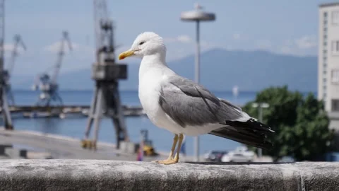 Seagull Preening Its Feathers Stock Footage 265306945