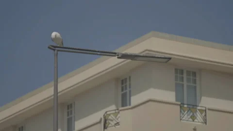 Seagull preening on lamp post 스톡 동영상 346282039