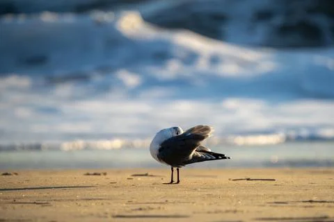 Seagull Preening Stock Photos