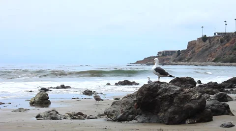 Seagull Preens as Waves Roll Ashore Vídeo Stock 38672542