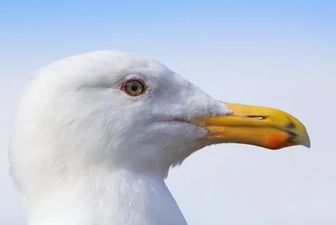 Seagull profile close Stock Photos