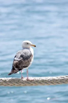 Seagull Profile  Stock-Fotos