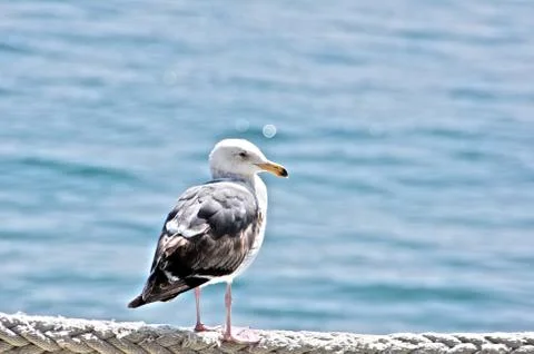 Seagull Profile  Stock Photos