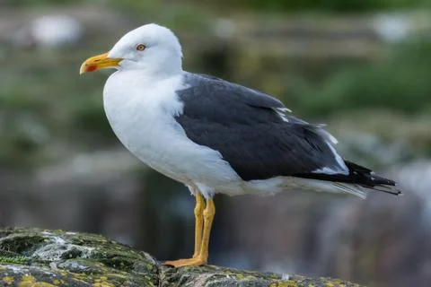 Seagull profile portrait Stock Photos