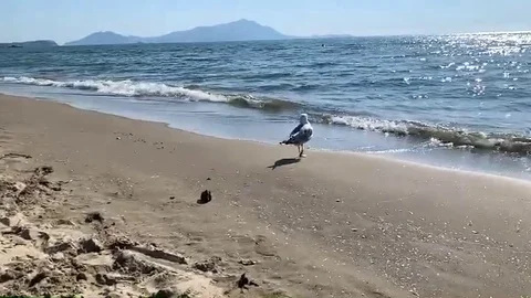 Seagull on the promenade Vídeo Stock 114395637
