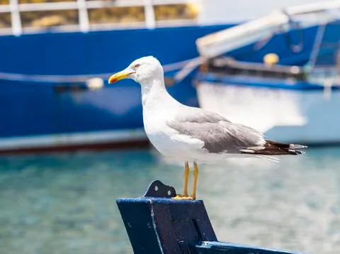 The Seagull on the prow Stock Photos