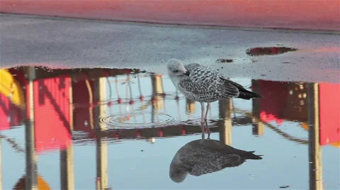 Seagull Prunning Feathers with Symmetrical Reflection in Puddle 库存影片 46333009