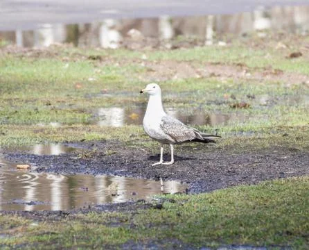 Seagull at the puddle. Photos