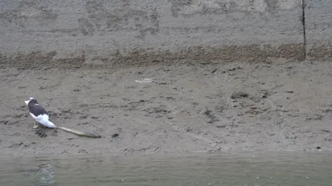Seagull Is Pulling A Dead Eel on the Bank of a River - Static Stock Footage 218444301