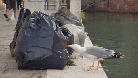 Seagull pulls out the garbage from the trash bag with the beak in Venice, Italy Stock Footage 70807435