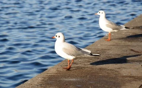 Seagull on quay Foto stock