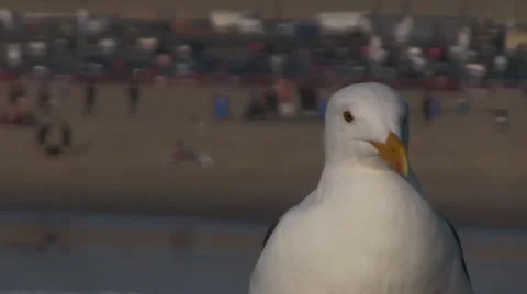 Seagull Rack Focus Stock Footage 48512523
