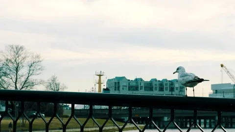 Seagull on railing Stock Footage 73780688