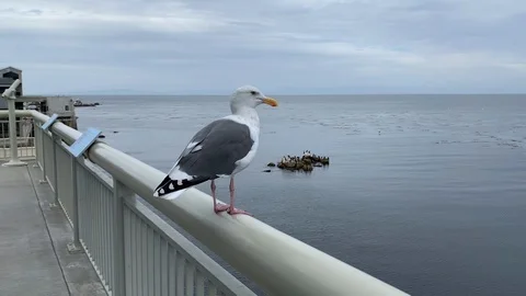 Seagull on railing Video stock 118494005