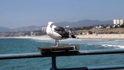 Seagull on railing overlooking ocean and beach below Stock Footage 166716611