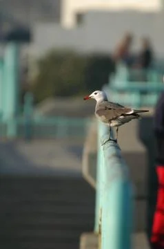 Seagull on Railing Stock Photos